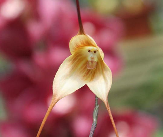 WHEN ART IMITATES LIFE – PLANT&nbsp;EDITION